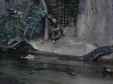 Enlarge photo 111