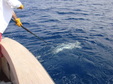 Enlarge photo 63
