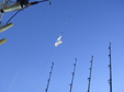 Enlarge photo 47