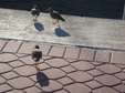 Enlarge photo 31