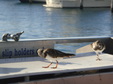 Enlarge photo 21