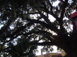 Enlarge photo 46