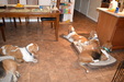 Enlarge photo 42