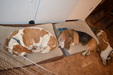 Enlarge photo 43