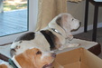 Enlarge photo 5