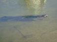 Manatees 2015 