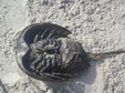 Enlarge photo 33