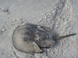 Enlarge photo 34