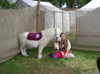 Enlarge photo 16
