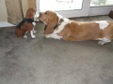 Enlarge photo 4