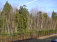 Enlarge photo 41