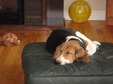 Enlarge photo 12