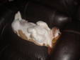 Enlarge photo 38
