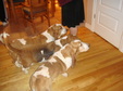 Enlarge photo 41