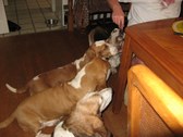 Enlarge photo 17