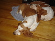 Enlarge photo 17