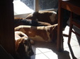 April 2014 Basset sitting