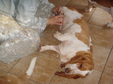 Enlarge photo 6