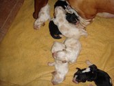 Enlarge photo 36