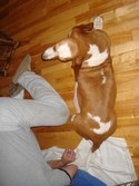 Basset buppies 2009