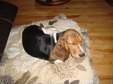 Buppies 12 weeks Apr 2012