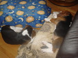 Enlarge photo 9