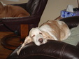 Buppies 9 Weeks