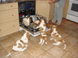 Enlarge photo 21