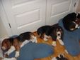 Enlarge photo 42