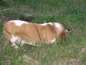 Enlarge photo 25