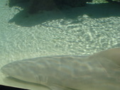 Enlarge photo 71