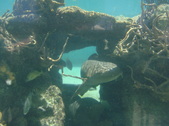 Enlarge photo 72