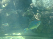 Enlarge photo 81