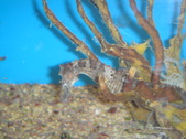 Enlarge photo 84