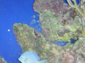 Enlarge photo 85