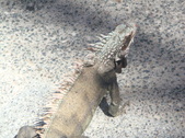 Enlarge photo 93