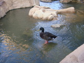 Enlarge photo 234
