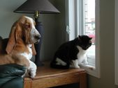 Dogs Aug 2003