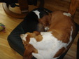 Enlarge photo 33