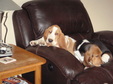 Enlarge photo 41