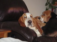 Enlarge photo 51