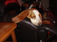 Enlarge photo 57