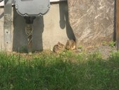 Enlarge photo 46