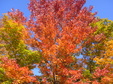 Enlarge photo 36