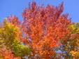 Enlarge photo 37