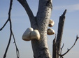 Enlarge photo 57