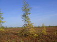 Enlarge photo 60