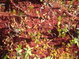 Enlarge photo 72