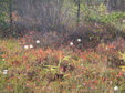 Enlarge photo 67