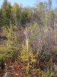 Enlarge photo 66